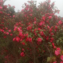 茶花