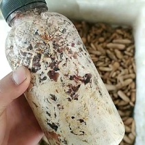 【天麻菌种蜜环菌】瓶装黄豆菌速效快速蜜环菌/同步种植蜜环