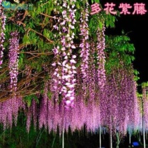 紫藤花树苗爬藤植物庭院围墙四季开花盆栽花苗绿植花卉藤蔓紫