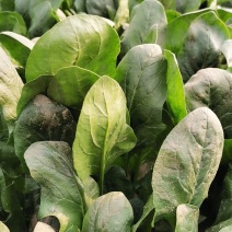 大叶铁杆菠菜叶片平展厚实