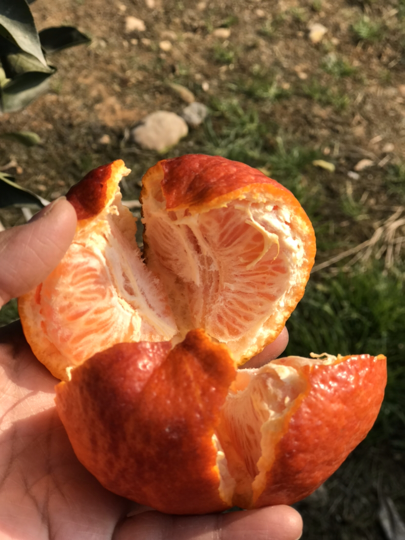 媛红椪柑品种介绍图片