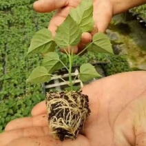 出售各种规格楸树小苗楸树工程苗