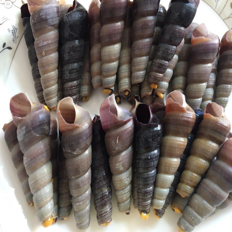 新鲜海钉螺海产螺丝 鲜活钉螺去尾钉螺 海螺丝