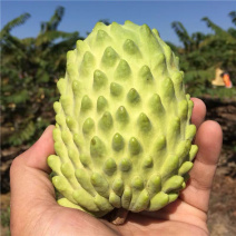 释迦果苗，植生苗，嫁接苗
