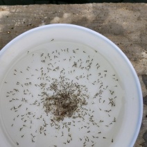 鲈鱼苗鲈鱼水花加州鲈鱼苗广东鲈鱼苗