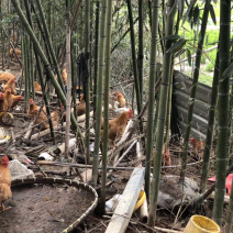 正宗散养竹林土鸡，吃五谷杂粮，品质有保障