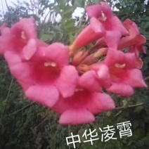 凌霄花苗