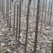邱树