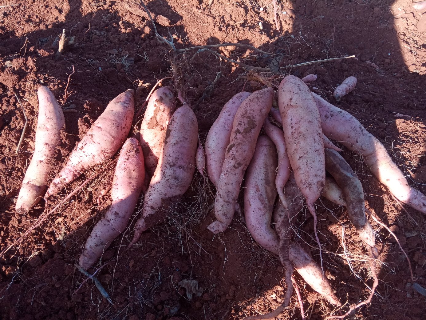 四季豆与豇豆对比图