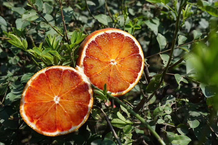 血橙与其他柑橘类水果抗氧化能力对比图