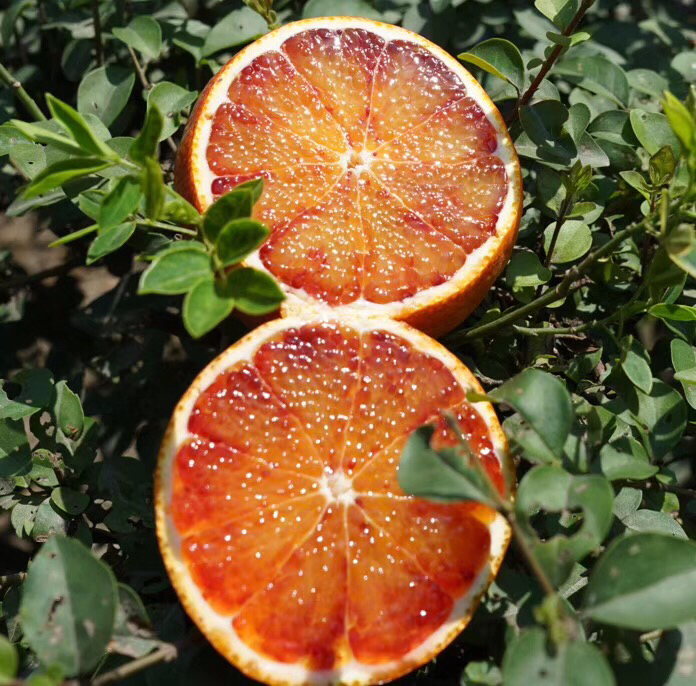 一颗切开的血橙,果肉呈现出鲜艳的深红色,汁水丰富,背景为自然光线下的木质桌面,周围散落着几片果瓣和绿叶,突出其新鲜与天然品质 血橙特写