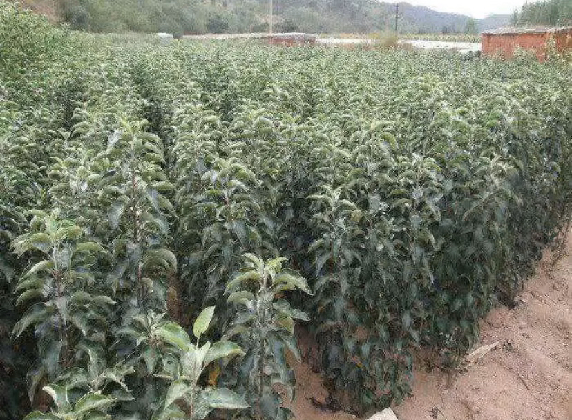 展示技术人员在苹果园中释放捕食螨的过程,背景为健康生长的苹果树 果园中释放捕食螨进行生物防治场景