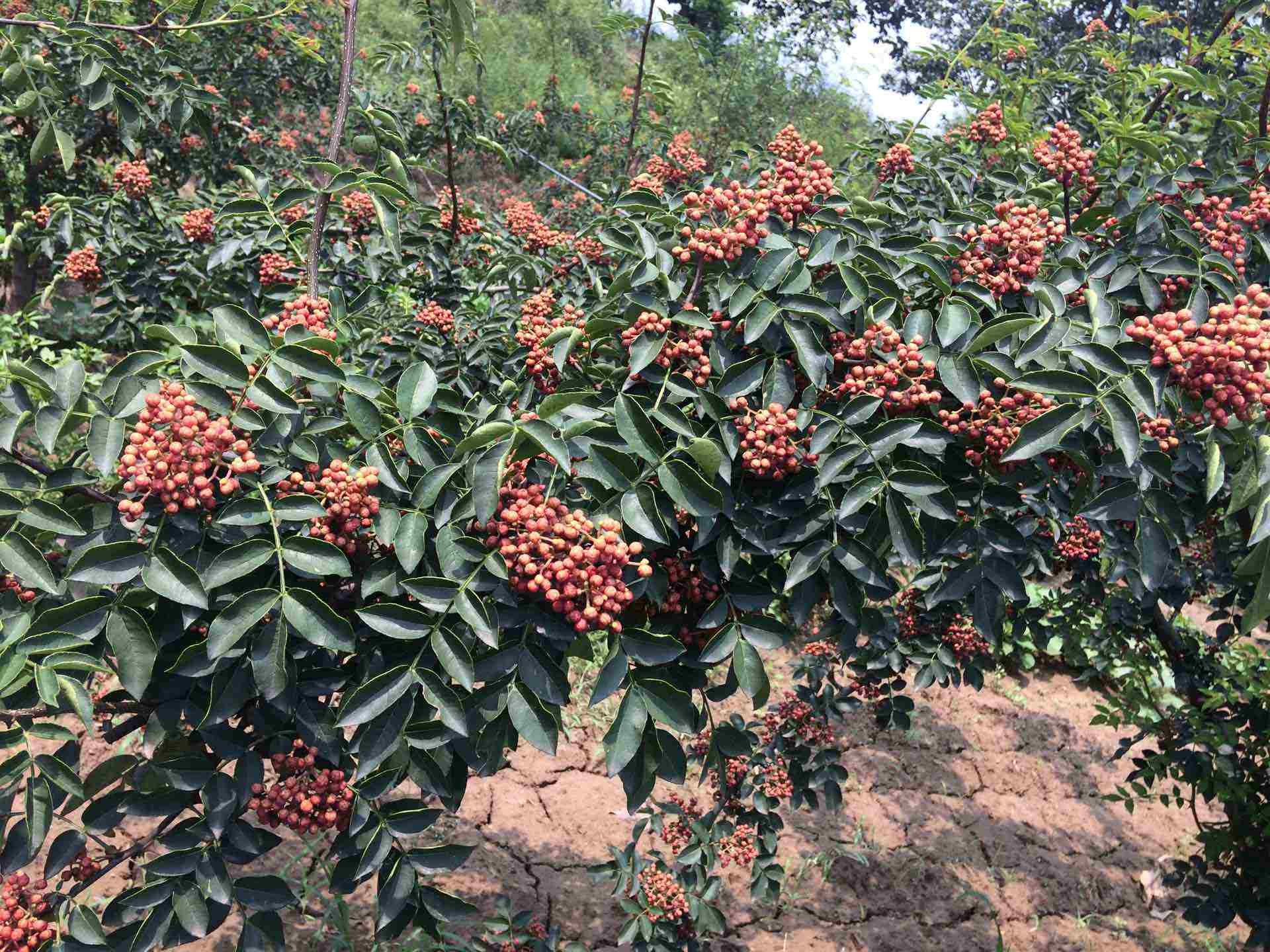 花椒树在房前屋后种植实景图