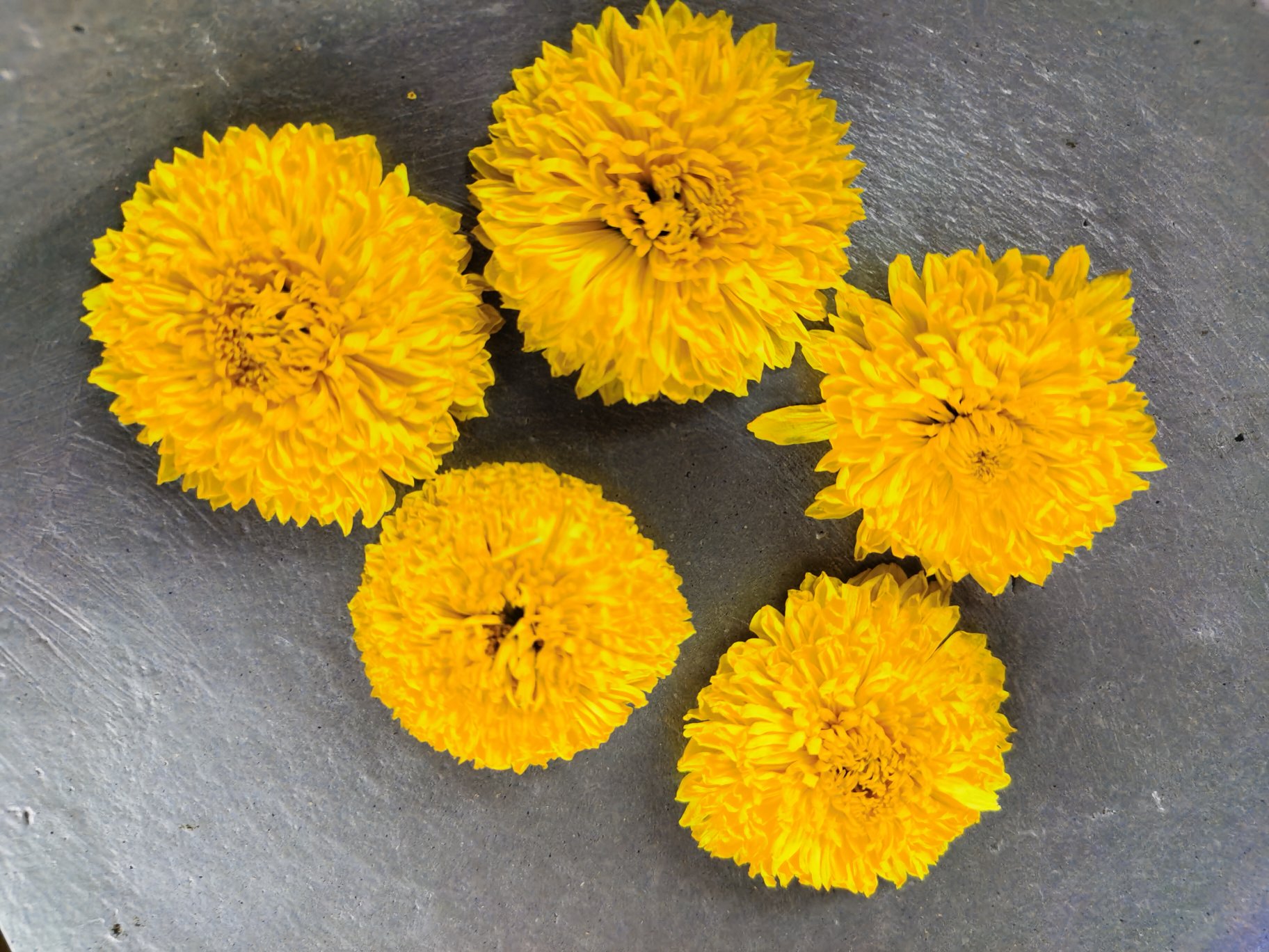 展示满天星雏菊白色花瓣与黄色花心的细节,背景为绿叶衬托 满天星雏菊花朵特写