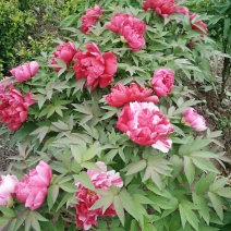 牡丹，芍药