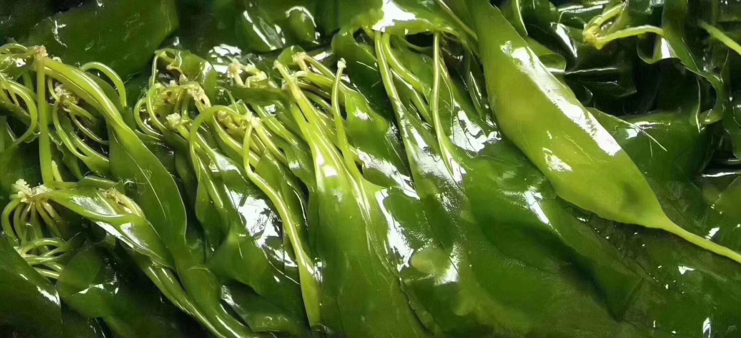 “脆带1号”新鲜海带实物图