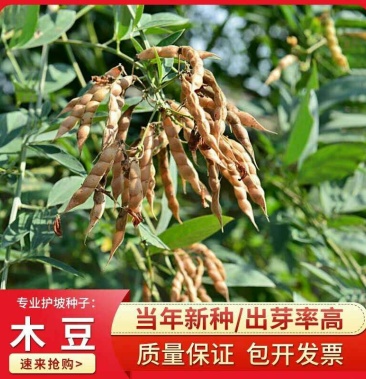 [木豆批发]木豆种子观音豆 柳豆 豆蓉树豆树黄豆新