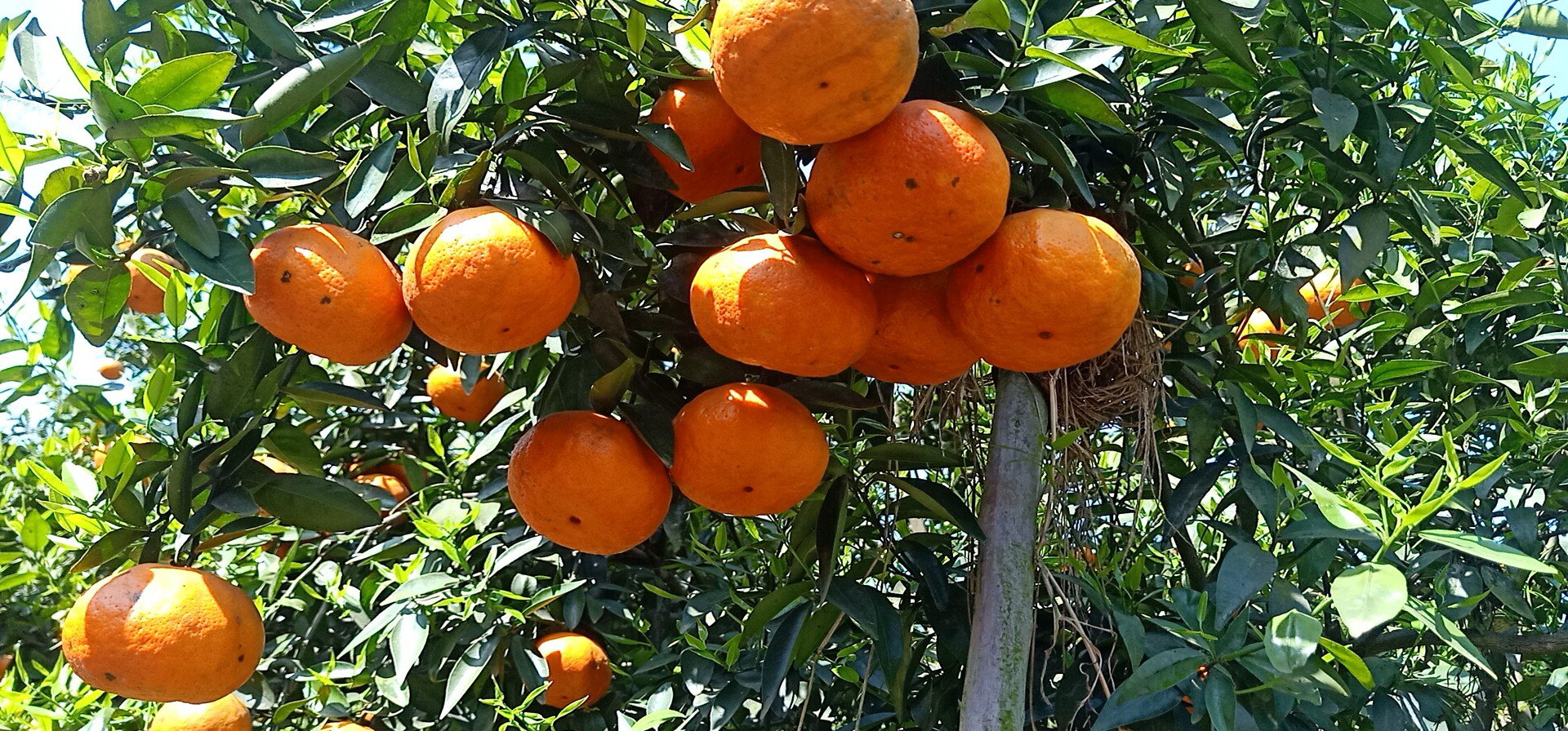 三月红荔枝特写