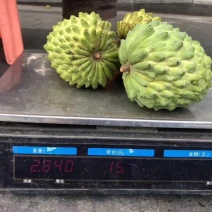 台湾释迦果番荔枝苗释迦果苗二年靓苗
