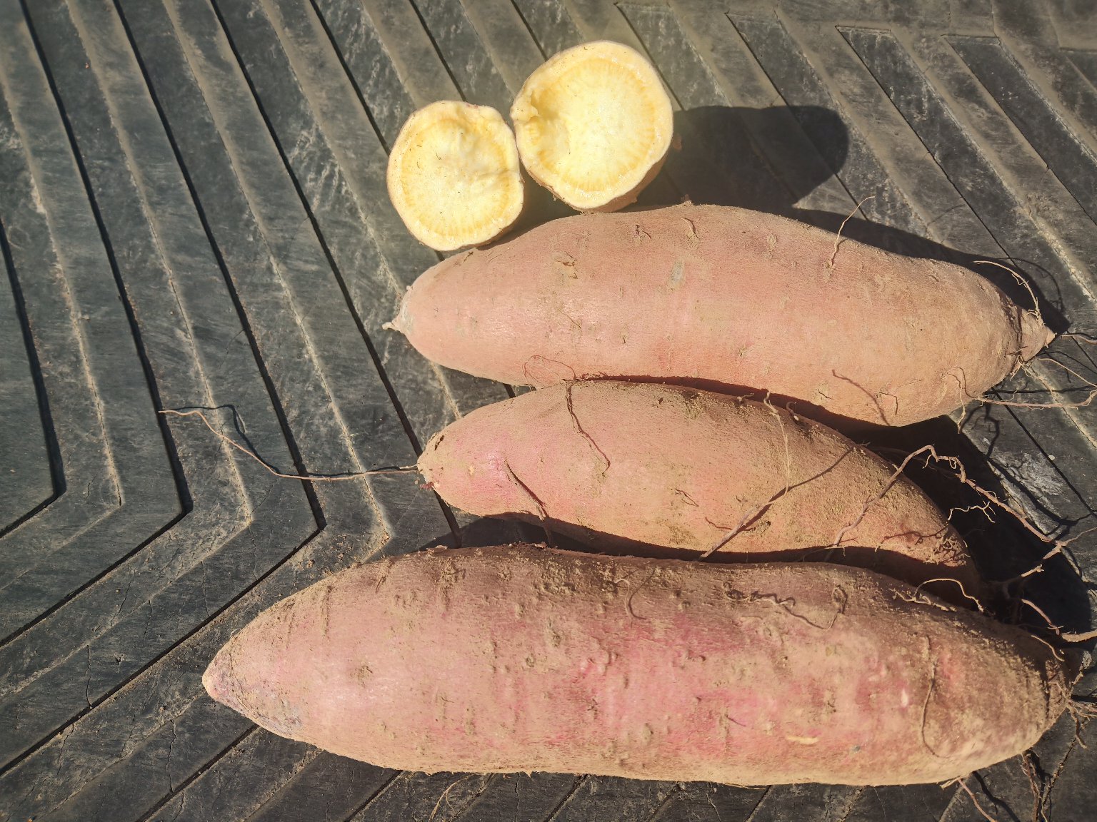 展示一个冻伤变黑的红薯 红薯冻坏的状态