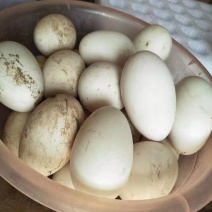 农家散养三花鹅种蛋
