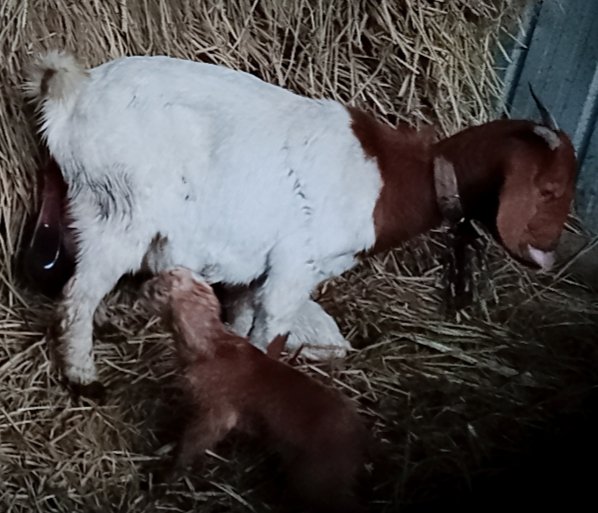 波尔山羊产房内助产操作实景