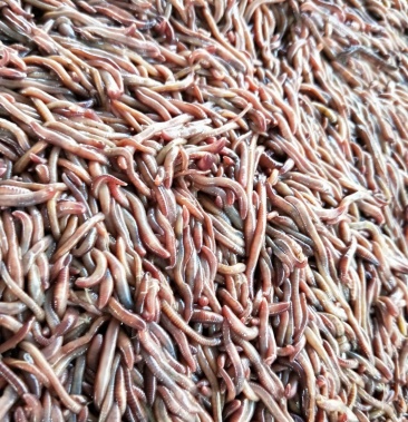 鲜活蚯蚓大平二号商品蚯蚓