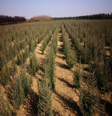 5.6米块柏球现大量供应大小苗