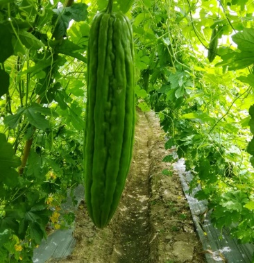 领秀7号油瓜耐高温耐雨水