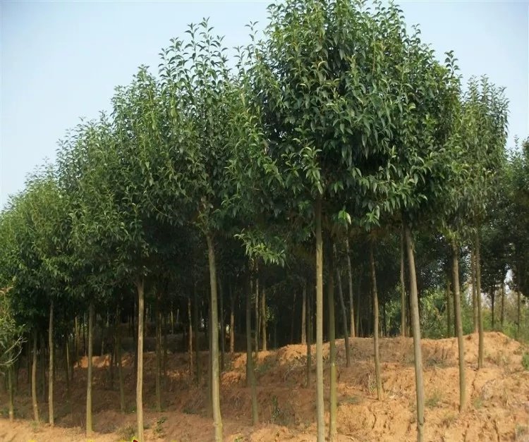 展示一棵成熟的大叶女贞树,树冠茂密,形态优美,适合用于城市绿化效果图 大叶女贞成年树形展示图