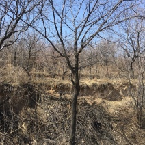 杜梨树0.6cm-3cm