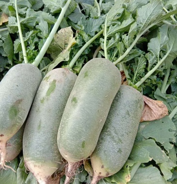 天津四大水果萝卜之一:朱杨庄青萝卜,全棵翠绿