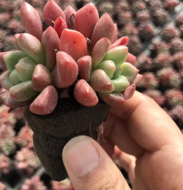 多肉植物无土栽培香奈儿50装件