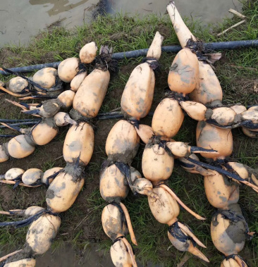 莲藕第一年优质大珍珠藕种