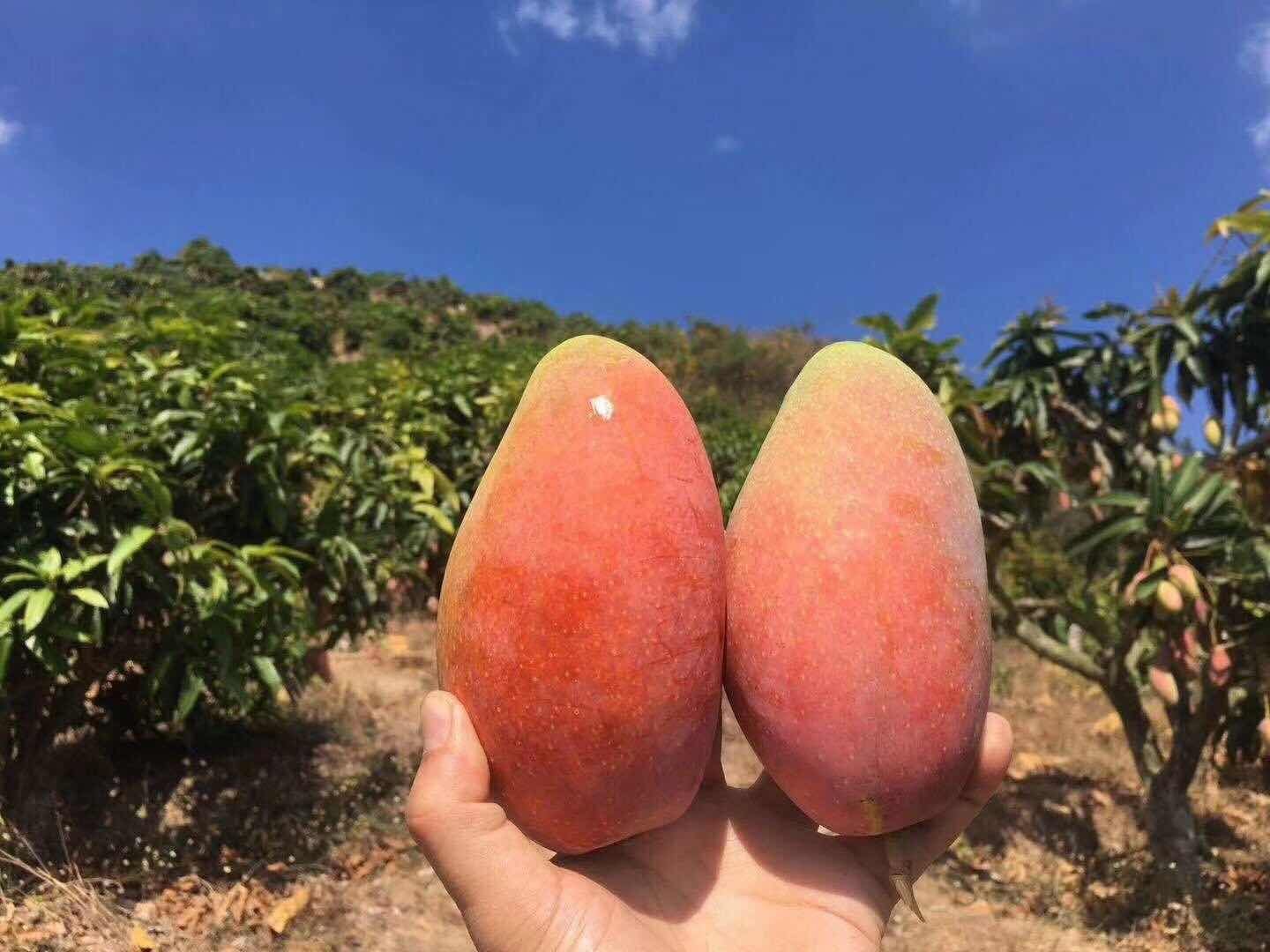 龙眼与芒果新鲜果实对比图