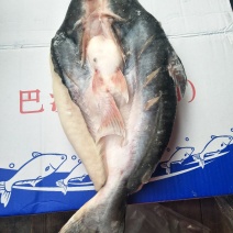 开背巴沙鱼腌制的一件代发