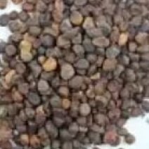 马兰花种子多年生草本植物。