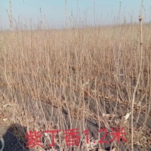 紫丁香大叶丁香耐寒花灌木规格全价格合理