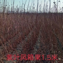 紫叶风箱果金叶枫箱果树苗彩叶绿篱苗实地看苗订购