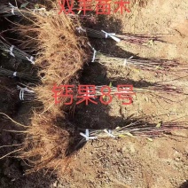 钙果苗吉林基地直发。成活高。包技术。品种保纯度。价格低。