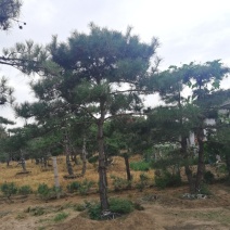 造型松