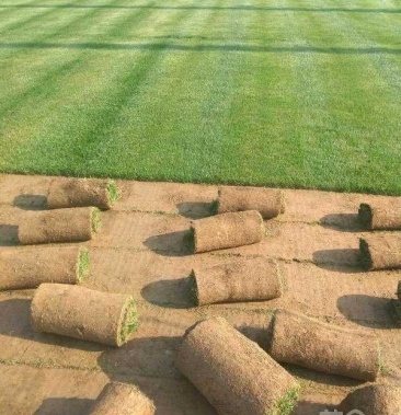 草坪草种高羊茅护坡草坪四季常青草坪宿根花卉早熟禾紫羊茅果