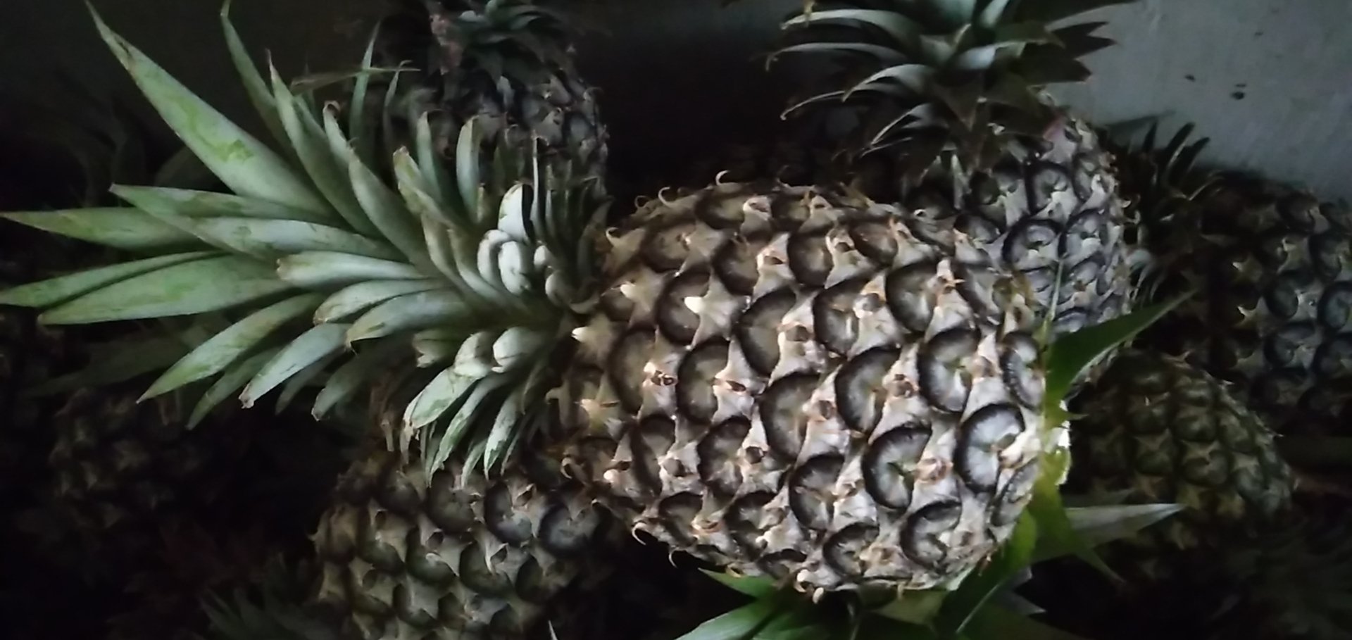 菠萝与新鲜菠萝叶