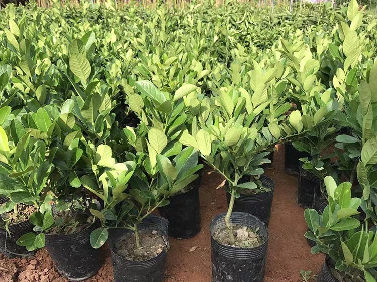 一盆成熟期的尤力克柠檬盆栽,植株高度约80厘米,树冠呈自然圆头形,叶片浓绿有光泽,枝条上挂有多个青黄色柠檬果实,花果同期明显;放置于阳光充足的阳台环境中,使用直径35厘米陶土盆,配有托盘 尤力克柠檬盆栽植株整体形态
