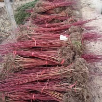 辽宁开原红瑞木小苗偃幅莱工程苗杯苗繁育基地