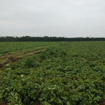1100亩农业种植基地，可租可售，价格面议