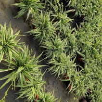 金边吊兰盆栽绿植180型号叶子茂盛数量不多