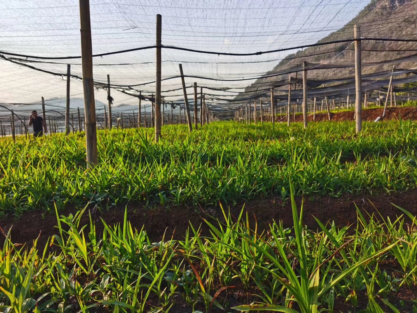 白芷种植基地实景图,展示田间种植、管理及采收过程 白芷种植基地图
