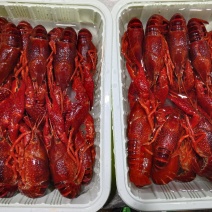 清水龙虾冻虾冻虾尾