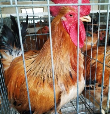 k9肉鸡苗孵化场直销上门自提参观
